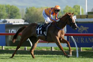 2016 Ready to Run Sale graduate Te Akau Shark (NZ) (Rip Van Winkle)